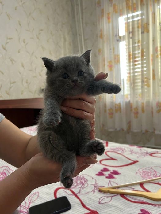 Продается котяки