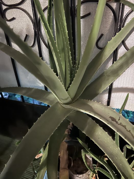 Алоэ  лекарственный, большой,15 летний и меньшего  возраста