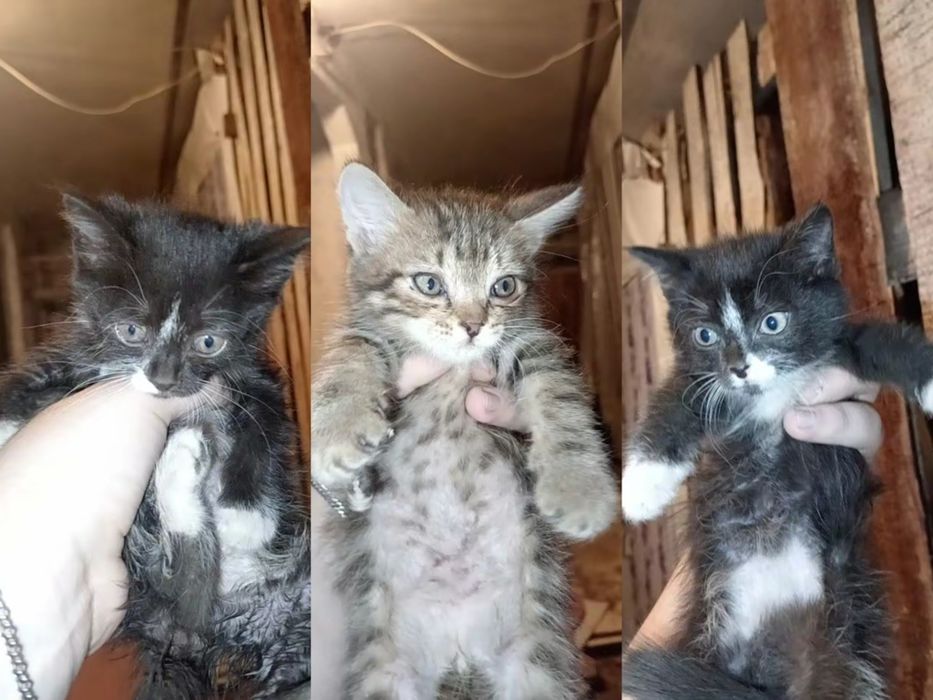 Отдам котят в хорошие руки