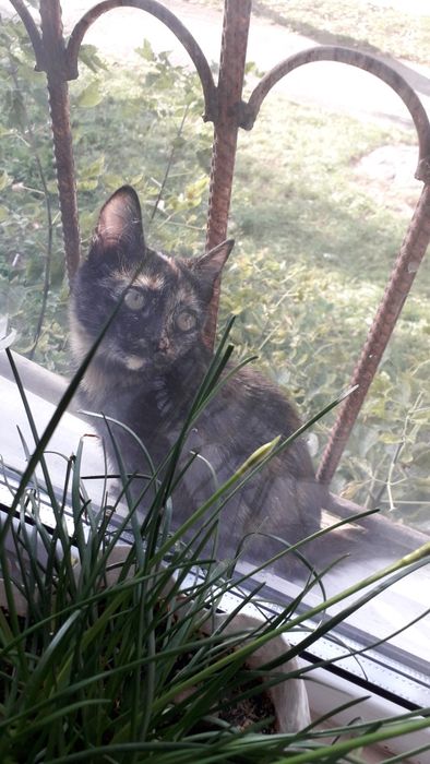 Кошечка 3х цветка, 4 мес,отдам