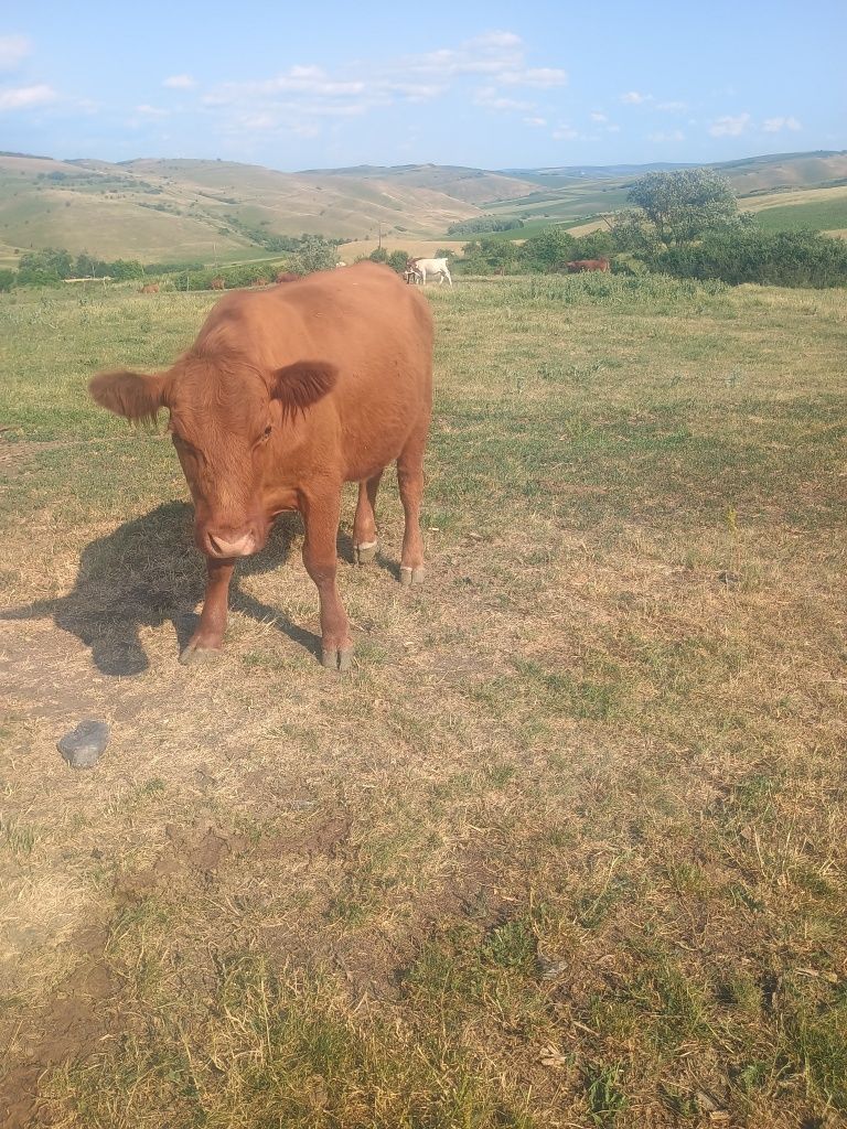 Vând două vaci pentru tăiere