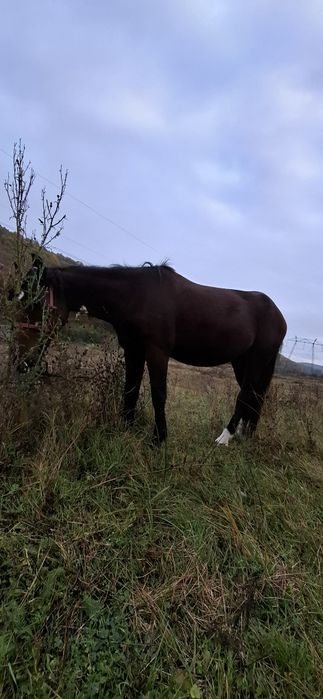 Iapă de vânzare 3 ani murană