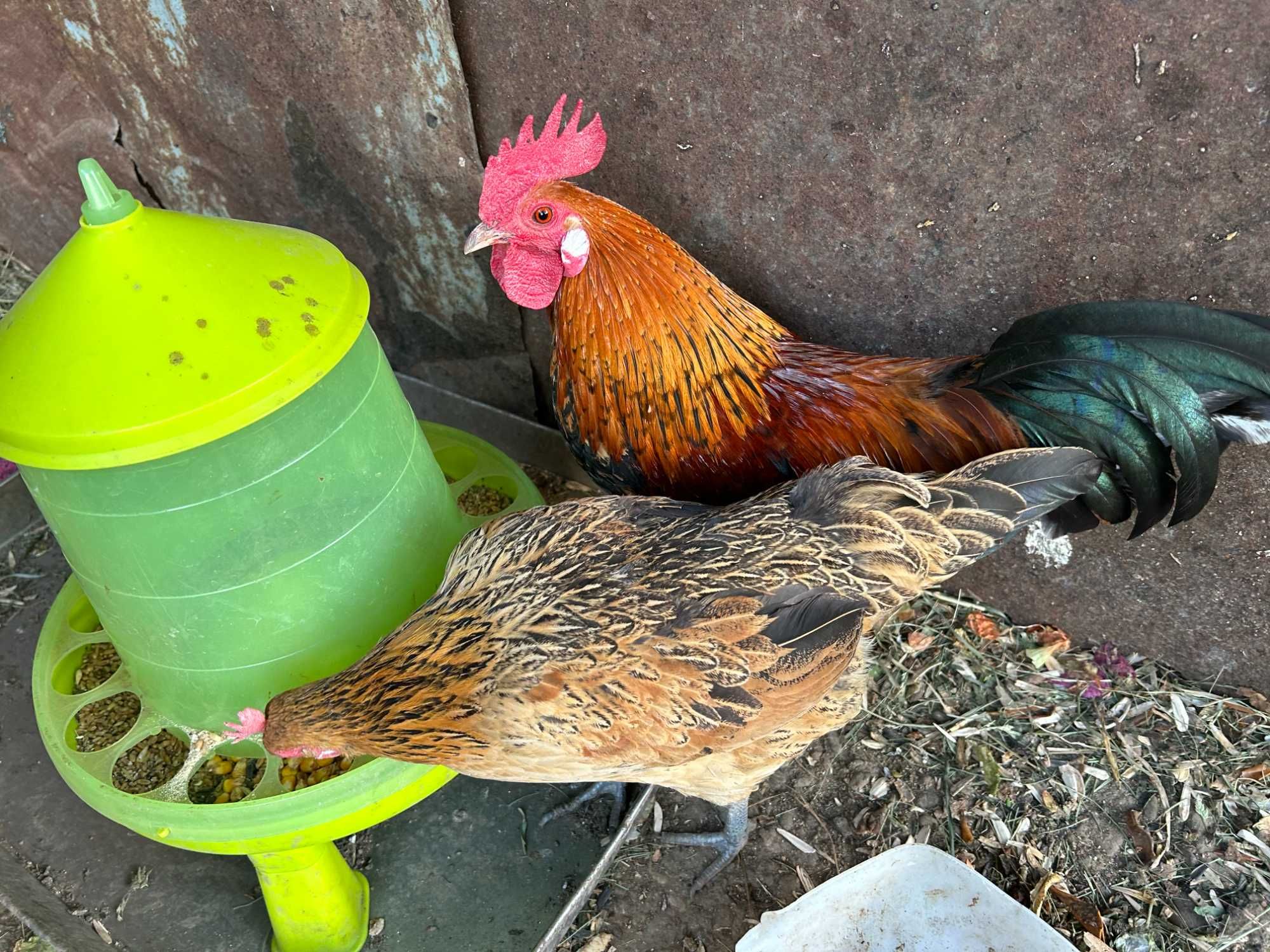 Gaini pitice, cocosi americani, araucana, chabo, gat golas