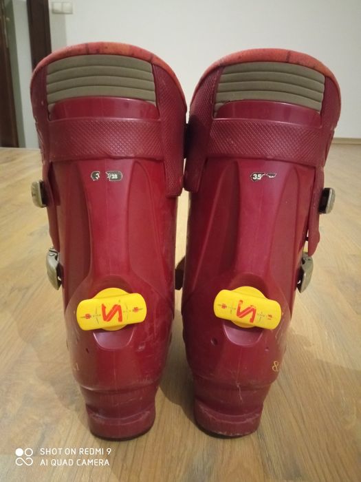 Clapari salomon evolution