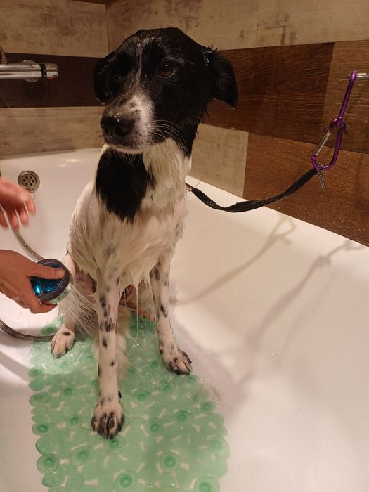 Леди, ищет любящую семью