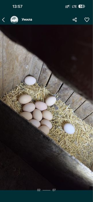 Domashniy tuxumla sotiladi