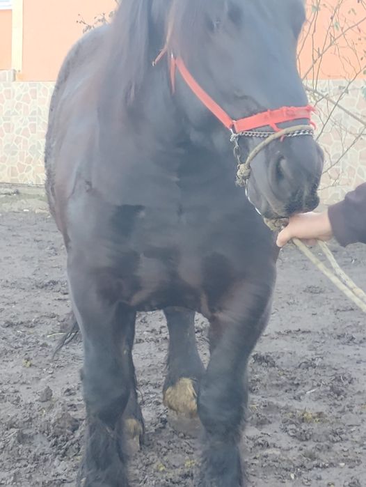 Mânz ardenez de 3 ani