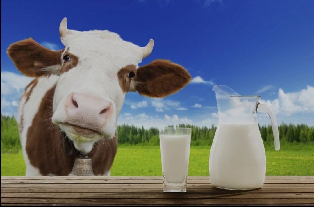 Vand lapte de vaca Bio Din vaci baltata romaneasca crescute și hr