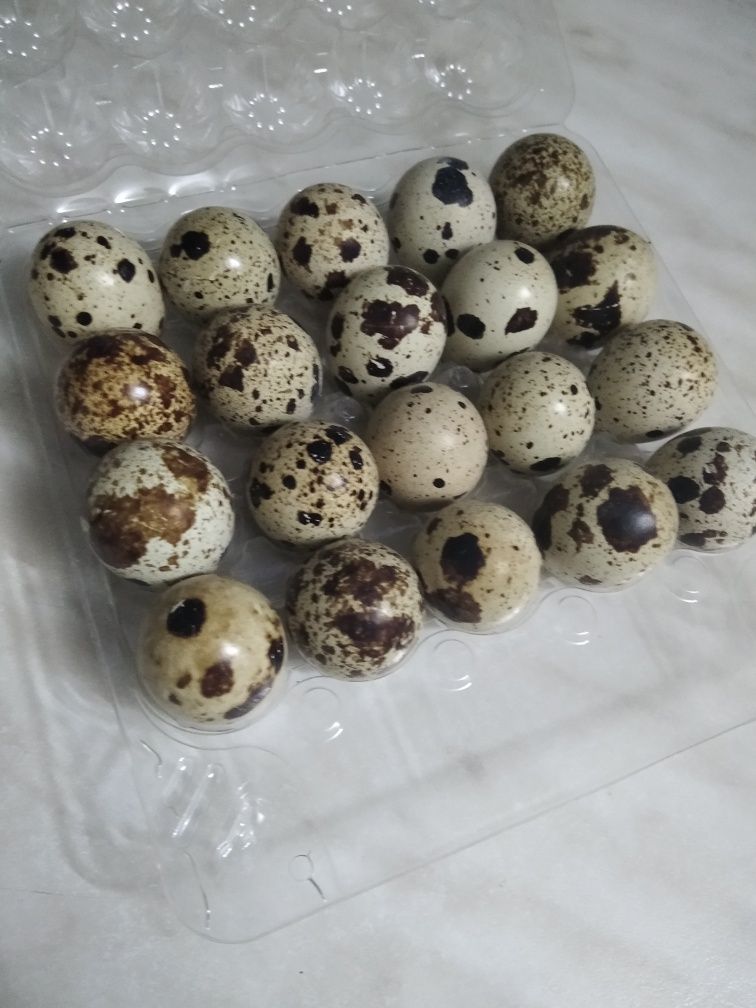 Продам яйцо перепелиное.