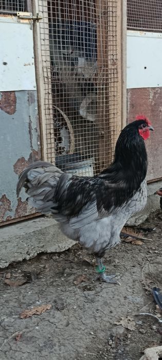 Vind găini rasa australop