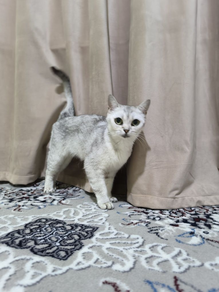 Shinshila 1yosh qiz techkasi kegan