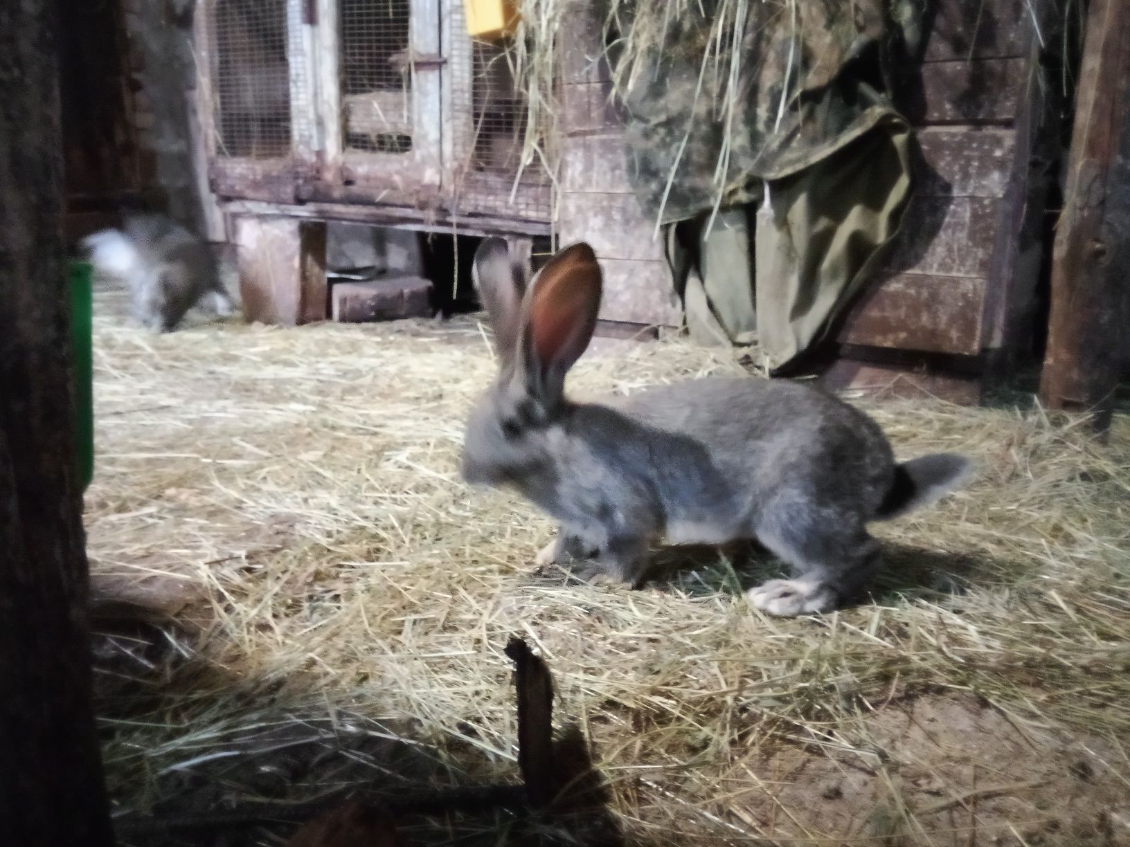 Продавам зайци Великани
