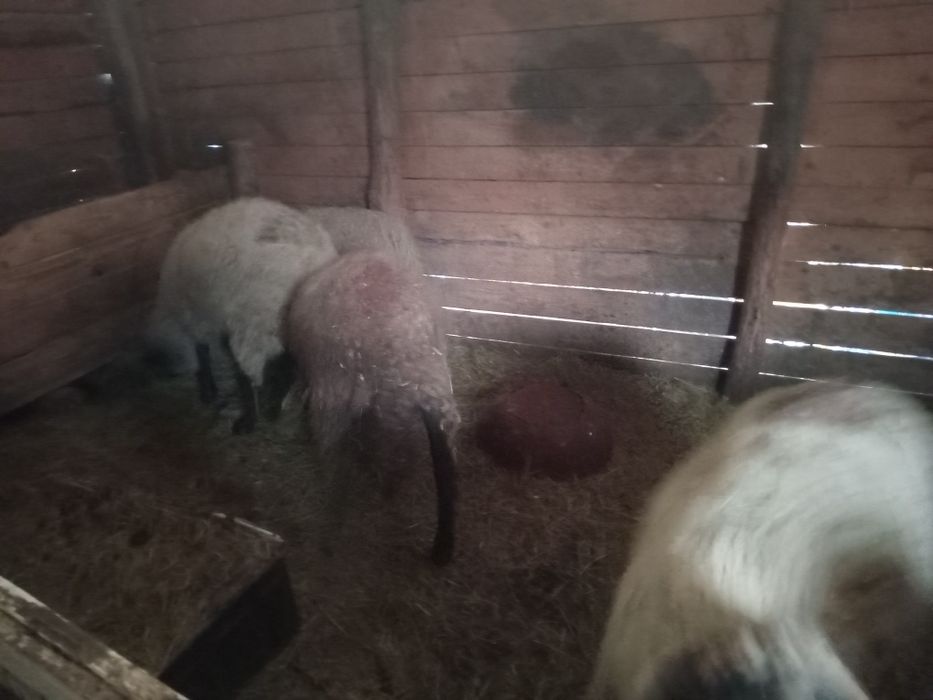 5 Milușe de vânzare