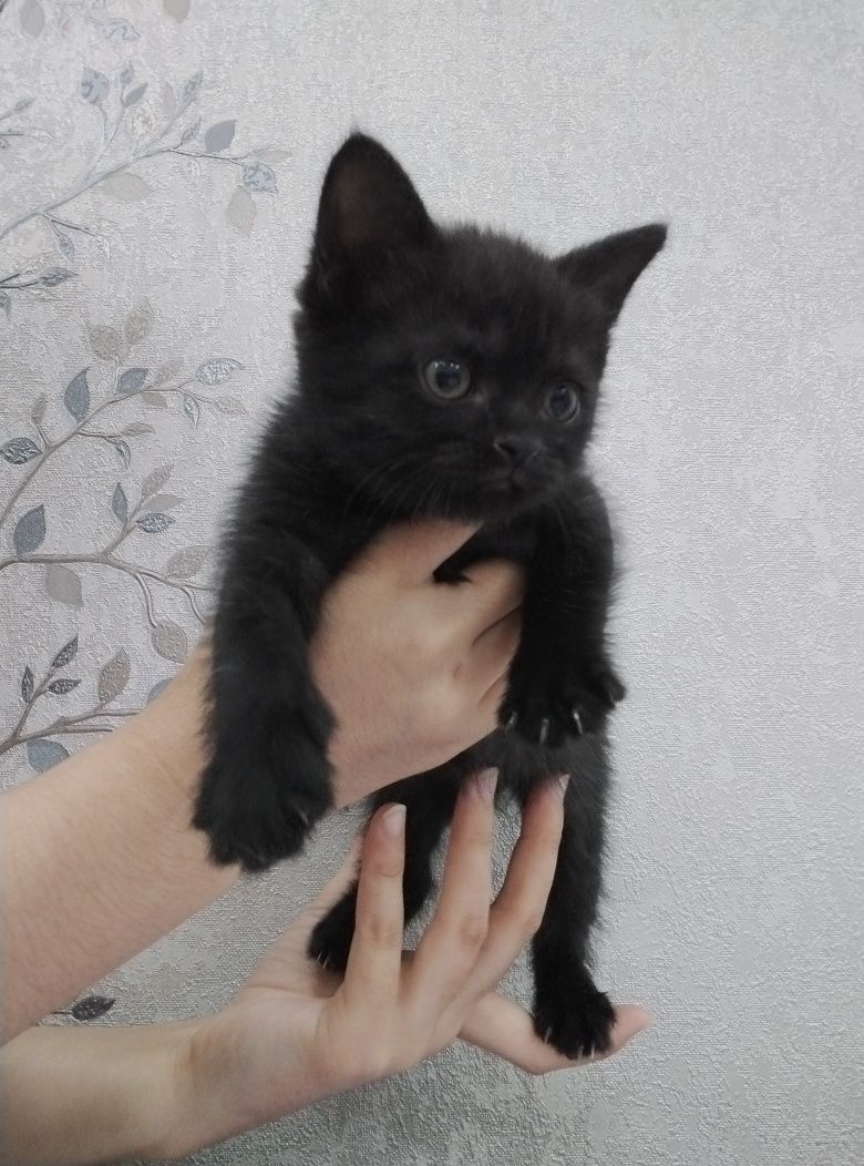 Шотландский вислоухий и прямоухи