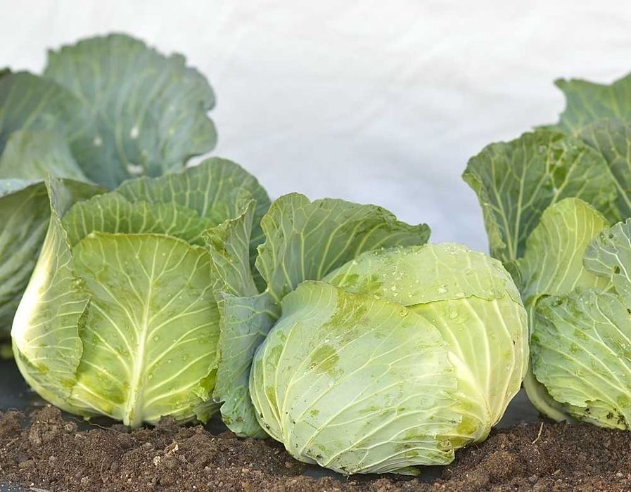 Varza verde sarmale