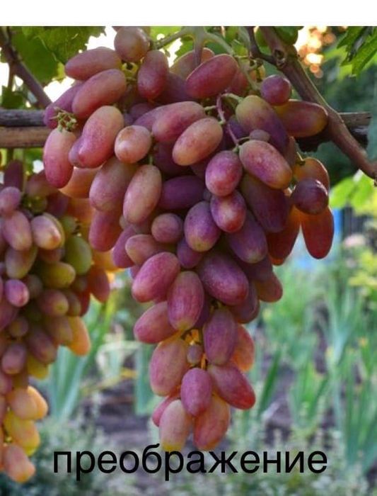 Безсеменни сортове лози на присадка SO4