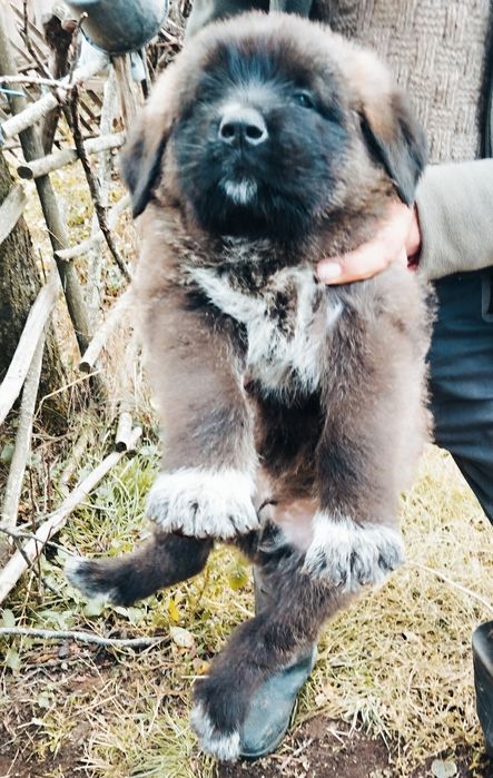 Mascul de caucazian cu pedigree tip A