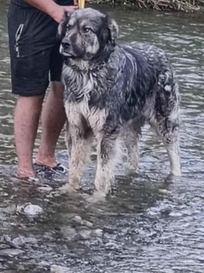 De vanzare ciobanesc carpatin