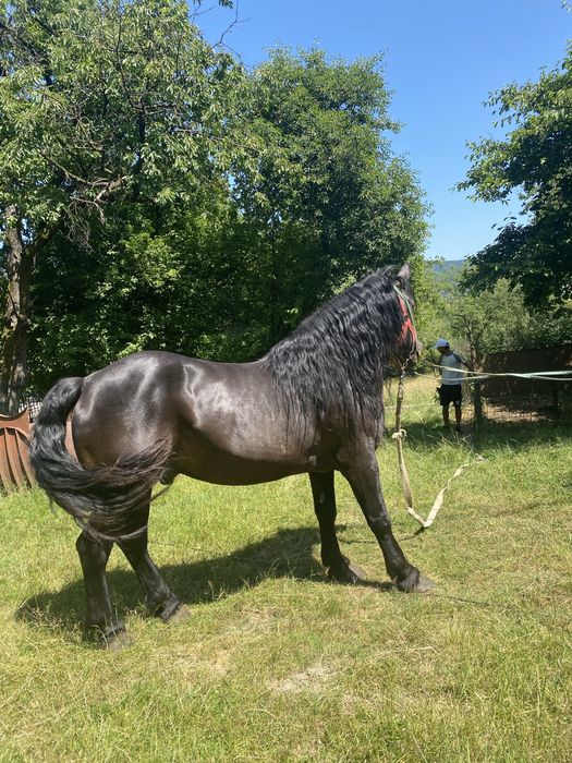 Armasar negru superb