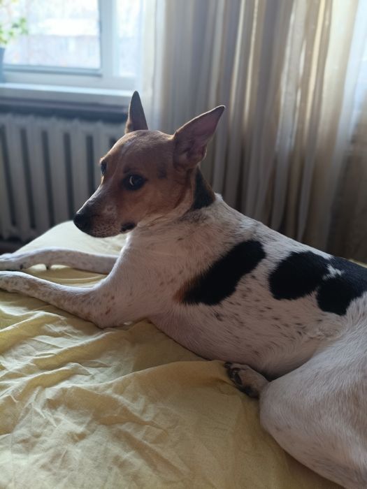 отдам собаку в хорошие руки