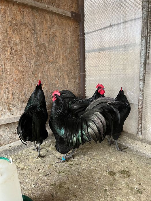 Cocoși australorp negru 2025