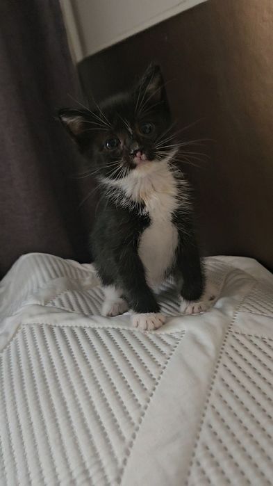 В добрые руки - котенок