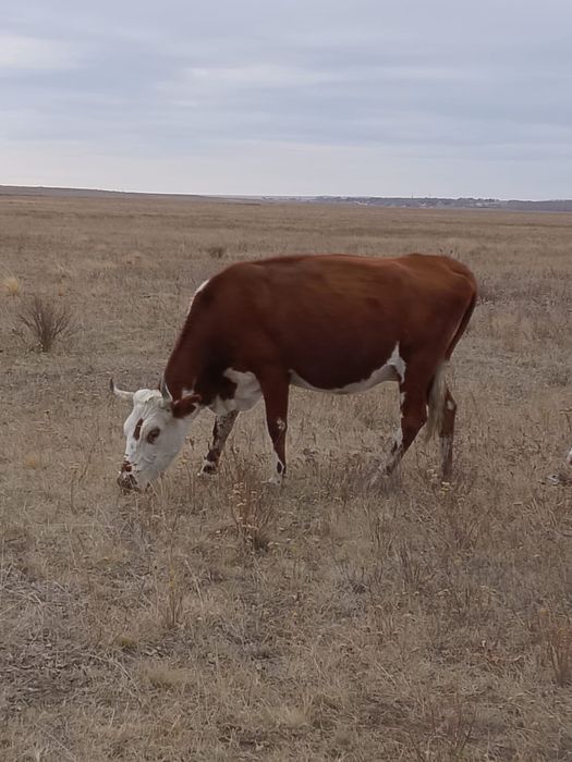 Продам корову! !