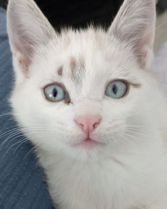 Котенок подросток