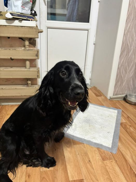 Английский Кокер спаниель