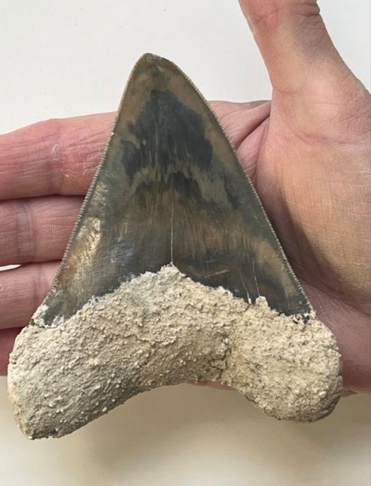 Superb dinte Megalodon autentic fosilizat