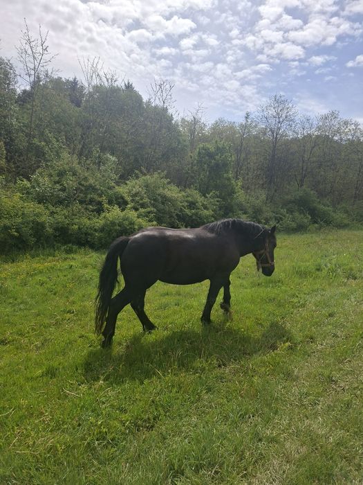 Vând mânză de 2 ani jumate