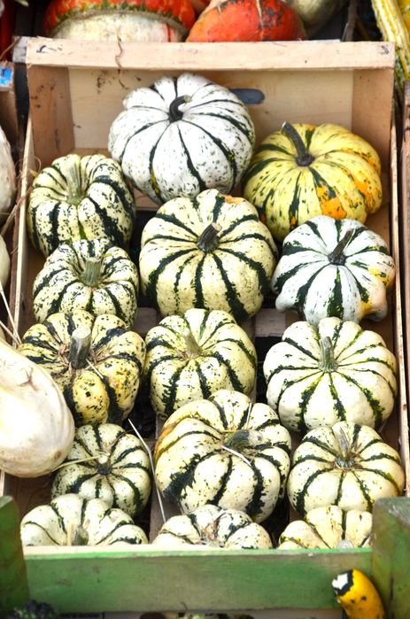 Dovleci ornamentali, tărtăcuțe , flori nemuritoare