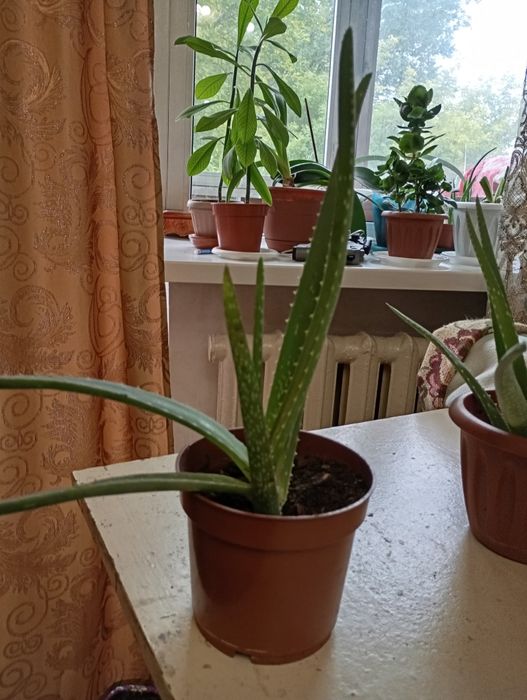 Алоэ Вера. лечебное.