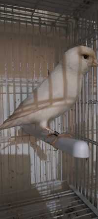 Vând canari albi