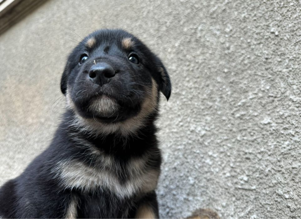 Мъжки кученца - двумесечни, обезпаразитени