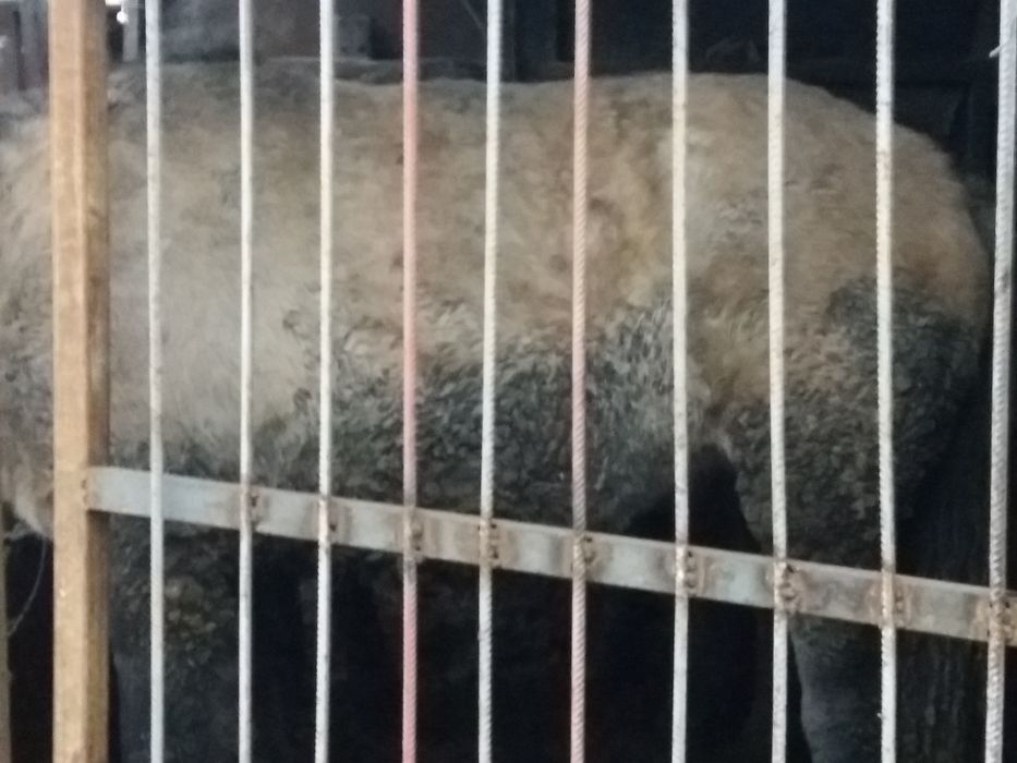 Продам лошадей откорм.