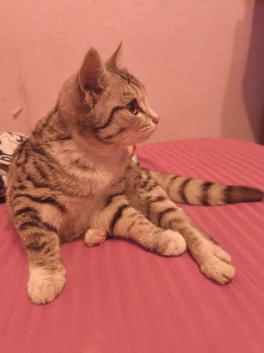 Отдам в хорошие руки