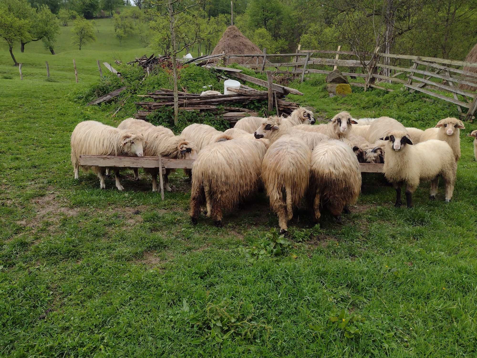 Vind oi cu miei și noatini