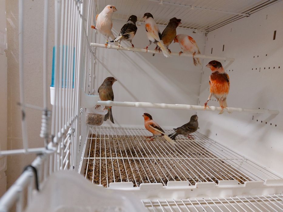 Canari de vânzare