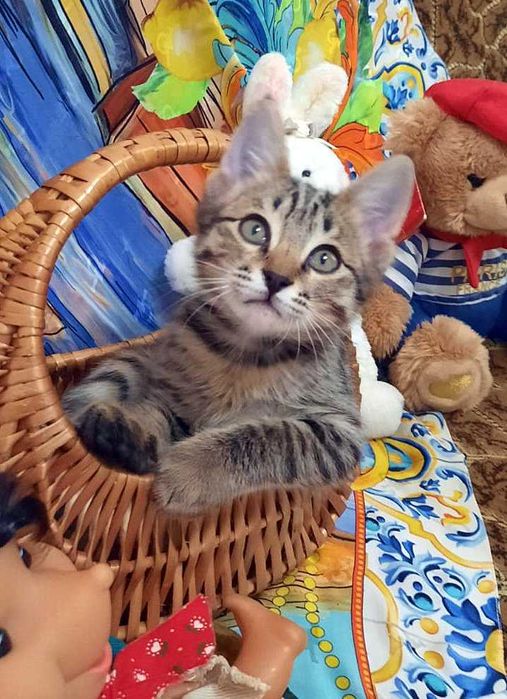 Котята, три месяца. Умный мальчик и ласковая девочка. Домашние, чистые