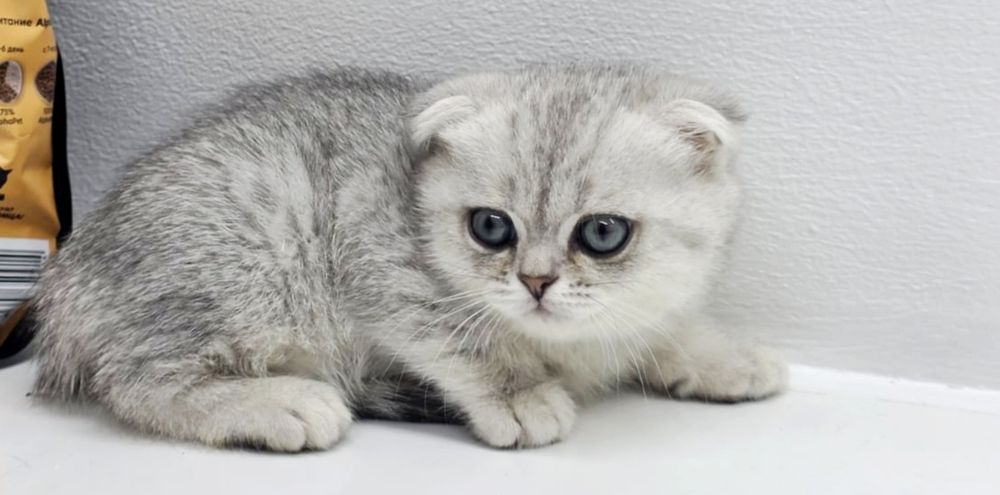 Кошечки шотландские висЛоуХие и ПряМоуХие