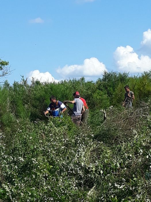 curatare și întreținere pasuni