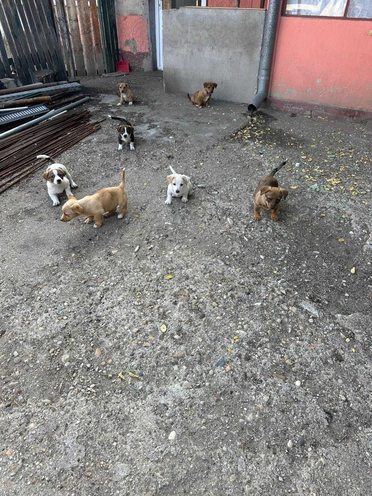 DONEZ catei de talie mica