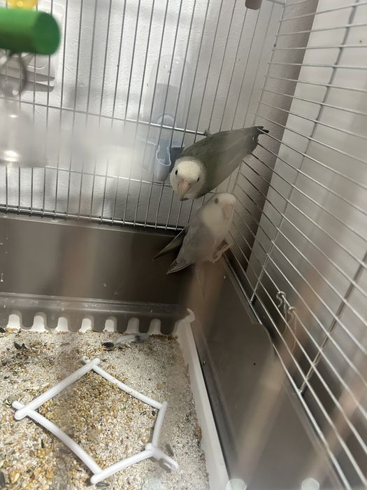 Vind 2 papagali tot cu colivie la un super pret