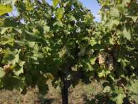 Struguri de masă si vin