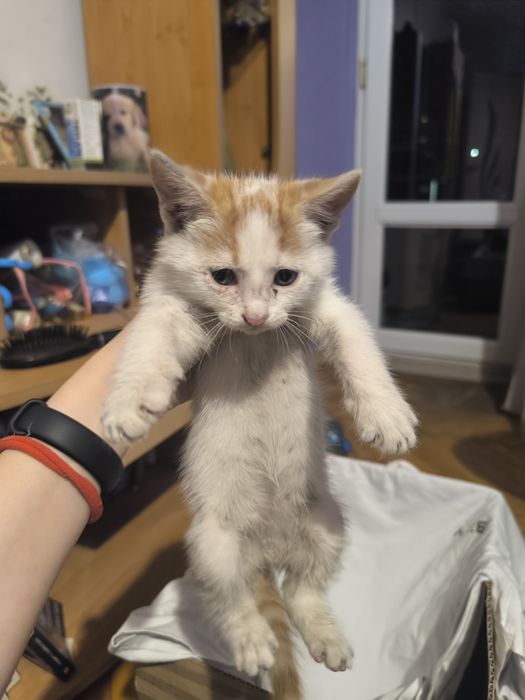 Котенце си търси спешно дом