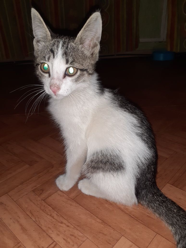 Отдам котёнка мальчика