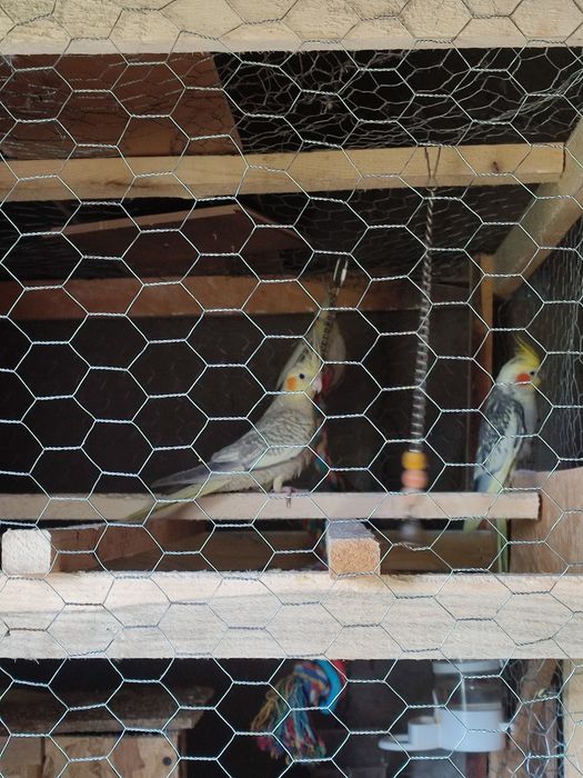 Vând papagali nimfe