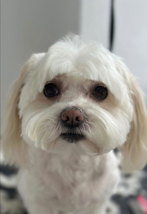 Frizerie canina. Tund catei pachet 100 lei. Tund si la domiciliu