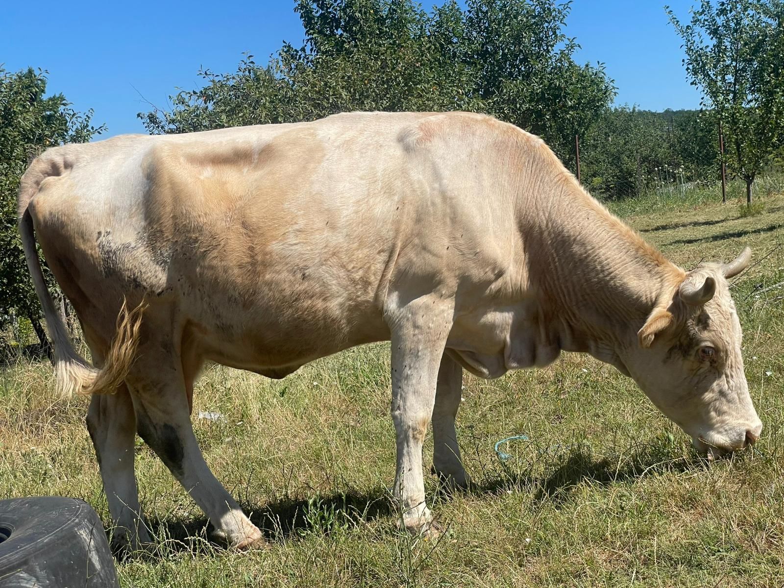 Vand vaca bună de lapte